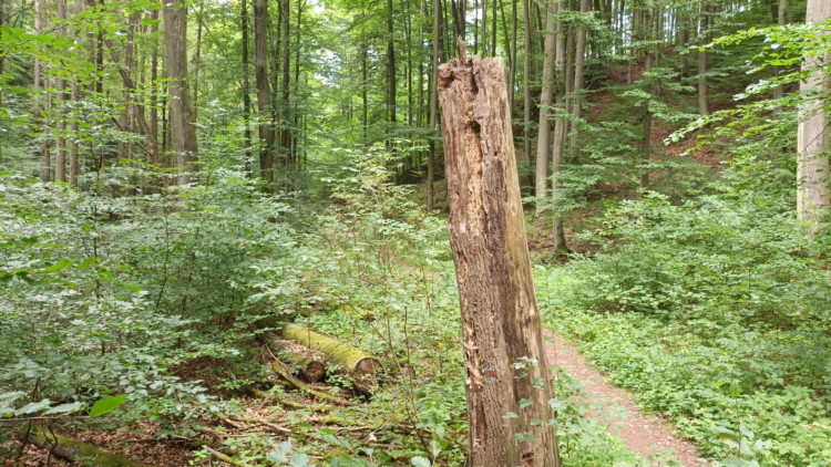FOTOGALERIE: Indiánská hospoda, skalní brána, Zkamenělý zámek, Javoříčské jeskyně