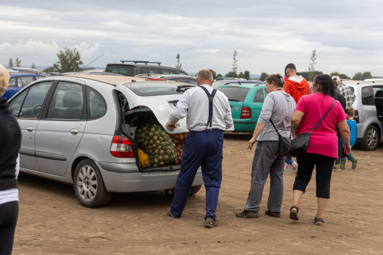 FOTO: Obrovský zájem o zeleninu z Hané. Samosběru u Olomouce přilákal tisíce lidí