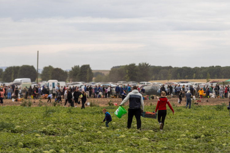 FOTO: Obrovský zájem o zeleninu z Hané. Samosběru u Olomouce přilákal tisíce lidí