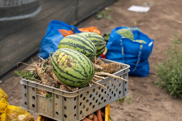 FOTO: Obrovský zájem o zeleninu z Hané. Samosběru u Olomouce přilákal tisíce lidí