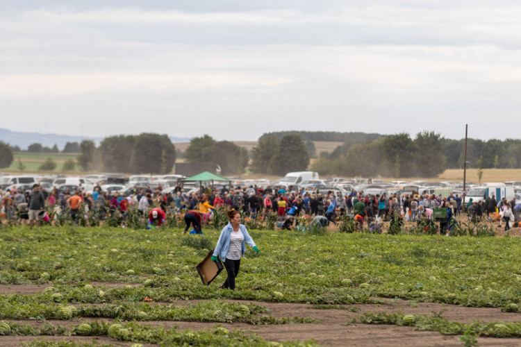 FOTO: Obrovský zájem o zeleninu z Hané. Samosběru u Olomouce přilákal tisíce lidí