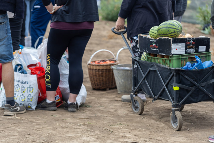 FOTO: Obrovský zájem o zeleninu z Hané. Samosběru u Olomouce přilákal tisíce lidí