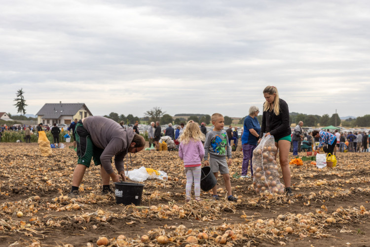 FOTO: Obrovský zájem o zeleninu z Hané. Samosběru u Olomouce přilákal tisíce lidí
