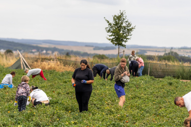 FOTO: Obrovský zájem o zeleninu z Hané. Samosběru u Olomouce přilákal tisíce lidí