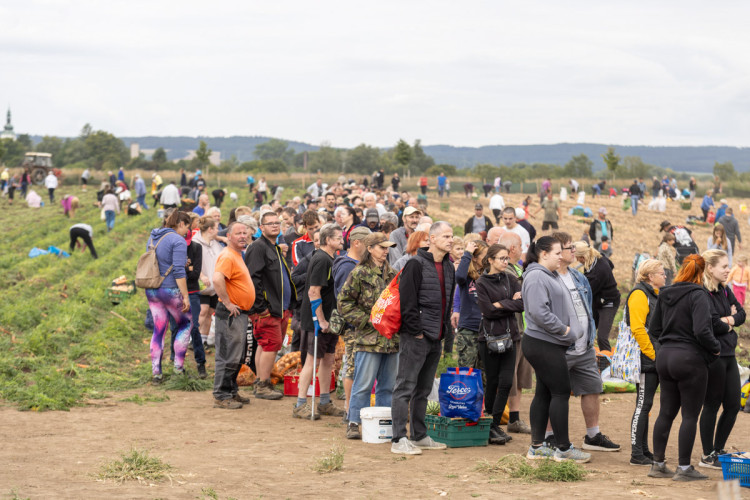 FOTO: Obrovský zájem o zeleninu z Hané. Samosběru u Olomouce přilákal tisíce lidí