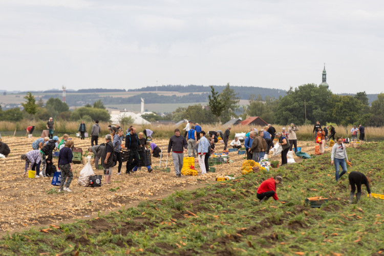 FOTO: Obrovský zájem o zeleninu z Hané. Samosběru u Olomouce přilákal tisíce lidí