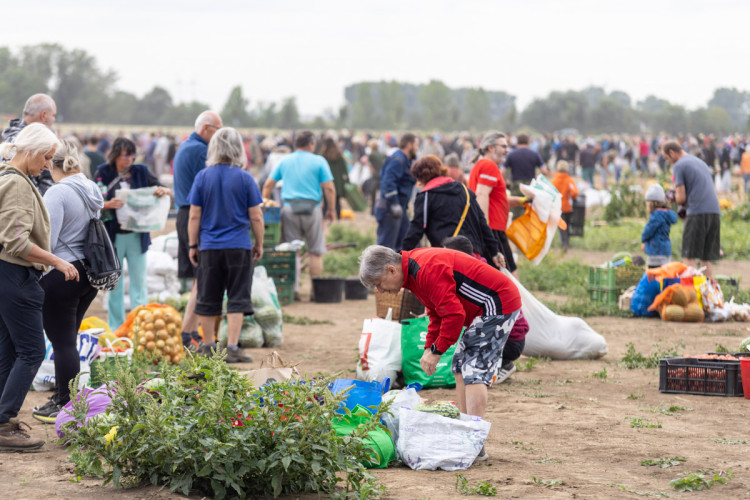 FOTO: Obrovský zájem o zeleninu z Hané. Samosběru u Olomouce přilákal tisíce lidí