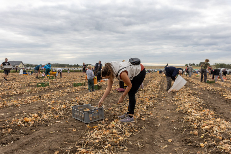 FOTO: Obrovský zájem o zeleninu z Hané. Samosběru u Olomouce přilákal tisíce lidí