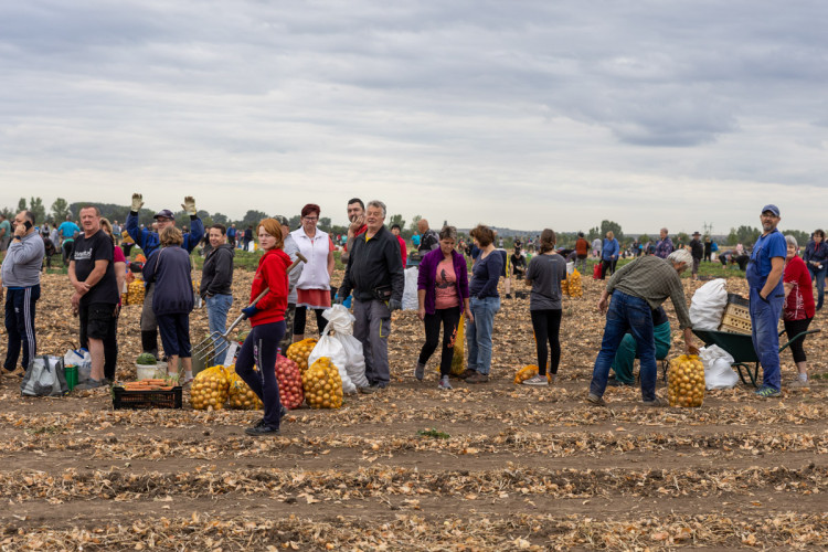 FOTO: Obrovský zájem o zeleninu z Hané. Samosběru u Olomouce přilákal tisíce lidí