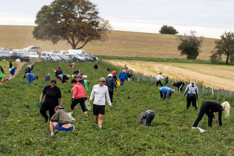 FOTO: Obrovský zájem o zeleninu z Hané. Samosběru u Olomouce přilákal tisíce lidí