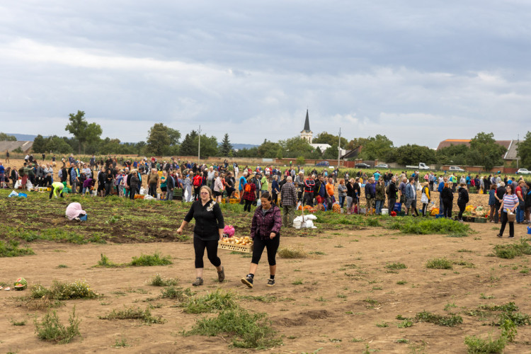 FOTO: Obrovský zájem o zeleninu z Hané. Samosběru u Olomouce přilákal tisíce lidí