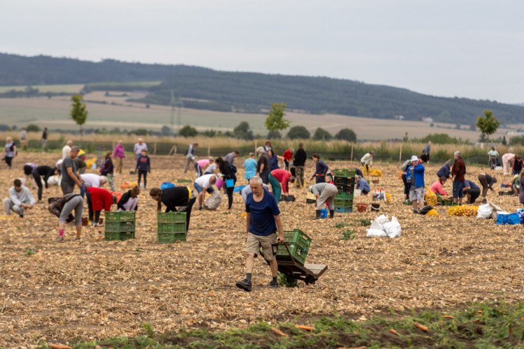 FOTO: Obrovský zájem o zeleninu z Hané. Samosběru u Olomouce přilákal tisíce lidí