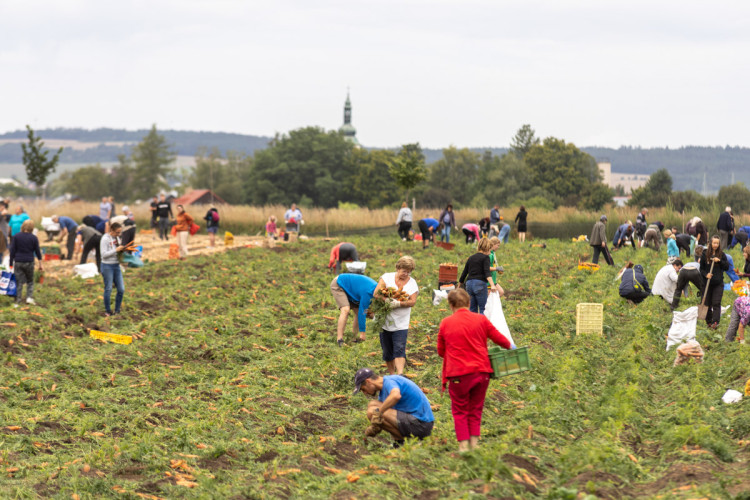 FOTO: Obrovský zájem o zeleninu z Hané. Samosběru u Olomouce přilákal tisíce lidí