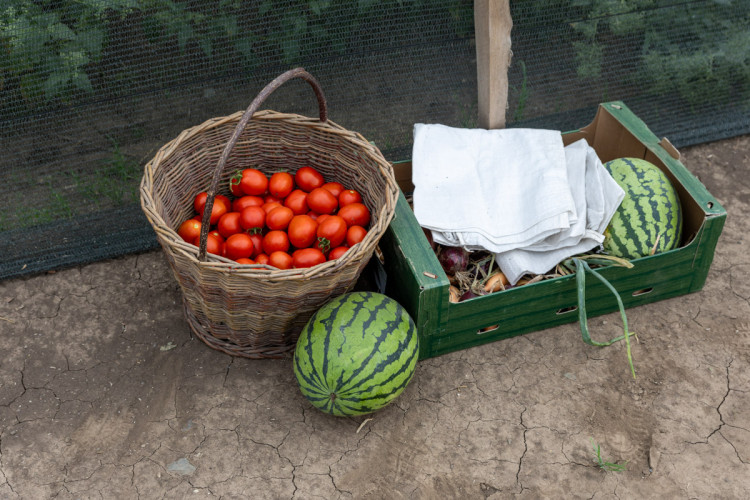 FOTO: Obrovský zájem o zeleninu z Hané. Samosběru u Olomouce přilákal tisíce lidí