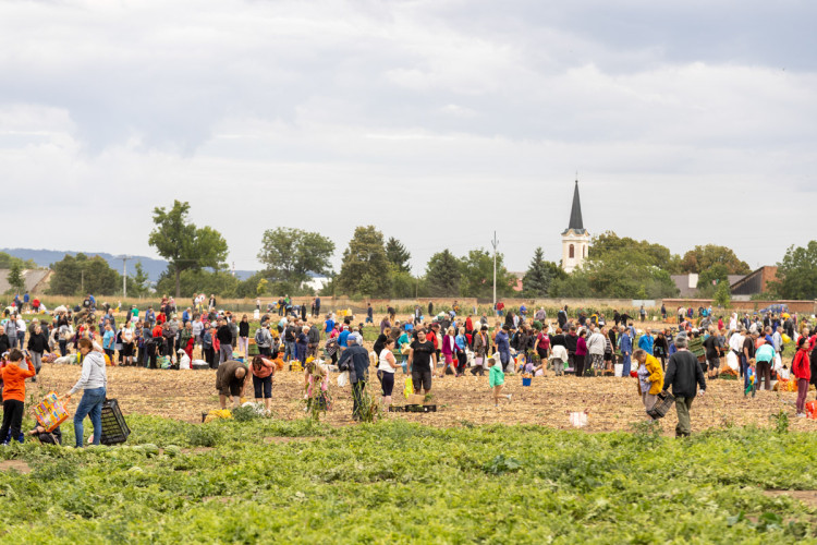 FOTO: Obrovský zájem o zeleninu z Hané. Samosběru u Olomouce přilákal tisíce lidí