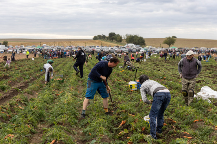 FOTO: Obrovský zájem o zeleninu z Hané. Samosběru u Olomouce přilákal tisíce lidí