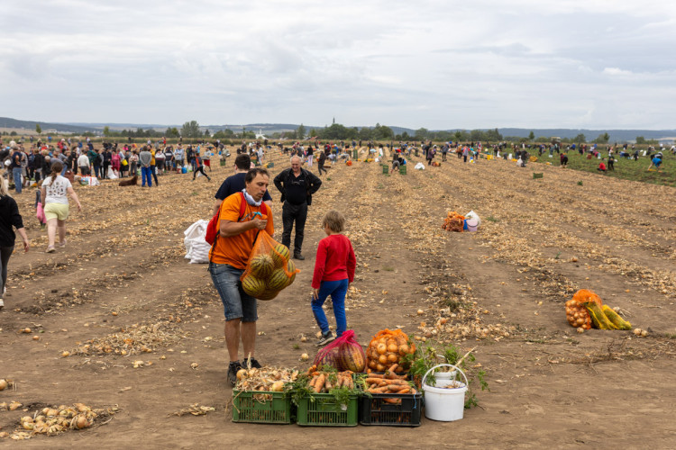 FOTO: Obrovský zájem o zeleninu z Hané. Samosběru u Olomouce přilákal tisíce lidí