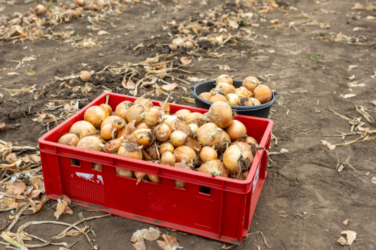 FOTO: Obrovský zájem o zeleninu z Hané. Samosběru u Olomouce přilákal tisíce lidí