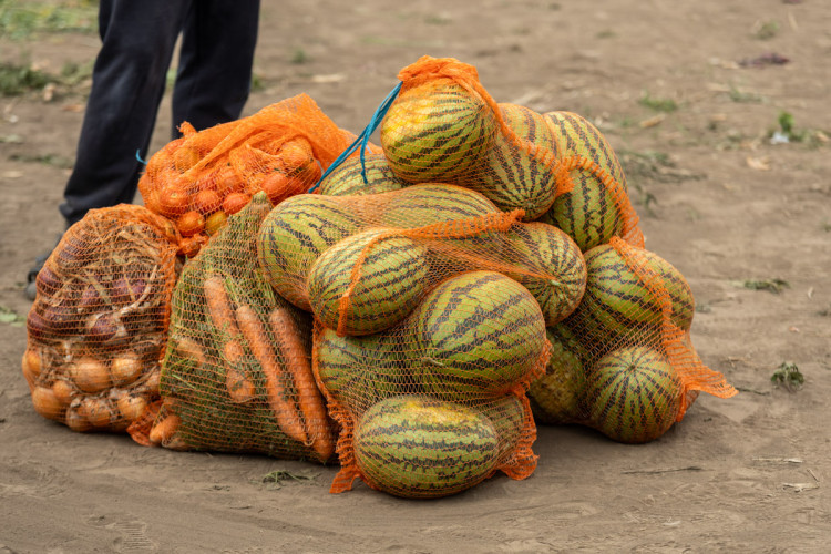 FOTO: Obrovský zájem o zeleninu z Hané. Samosběru u Olomouce přilákal tisíce lidí