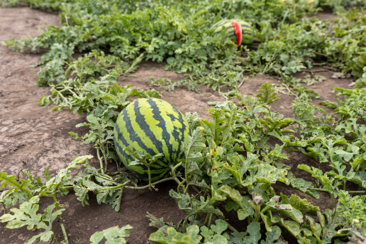 FOTO: Obrovský zájem o zeleninu z Hané. Samosběru u Olomouce přilákal tisíce lidí