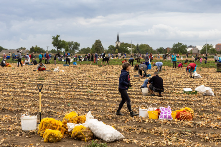 FOTO: Obrovský zájem o zeleninu z Hané. Samosběru u Olomouce přilákal tisíce lidí