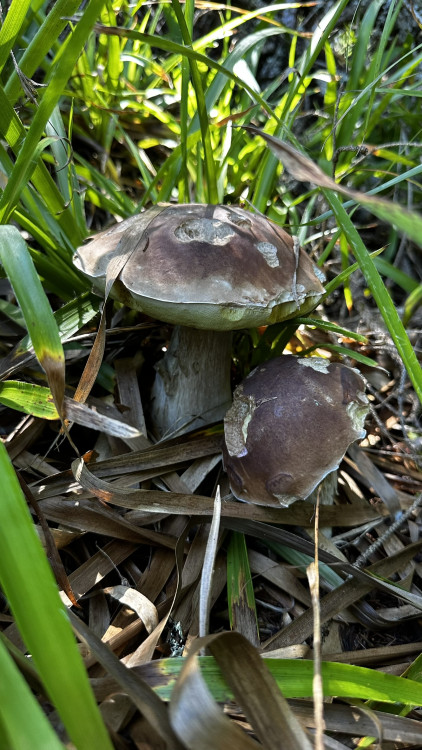 Výlet na Poledník z německé strany hranice - z parkoviště v Buchenau