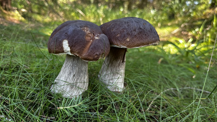 Výlet na Poledník z německé strany hranice - z parkoviště v Buchenau