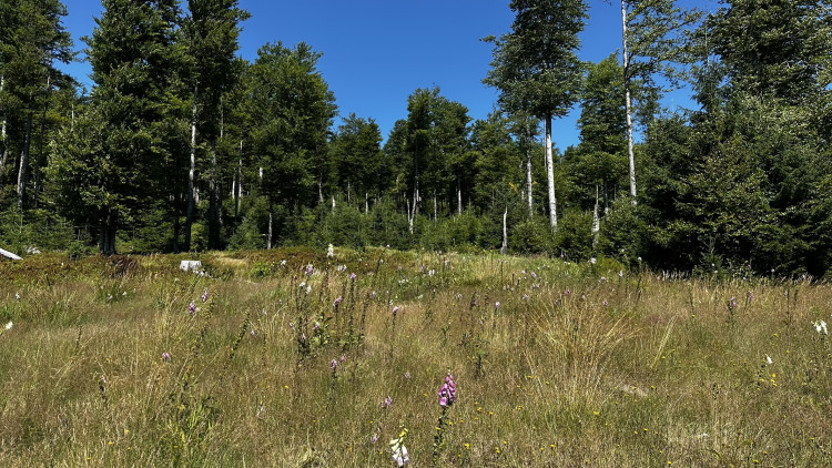 Výlet na Poledník z německé strany hranice - z parkoviště v Buchenau