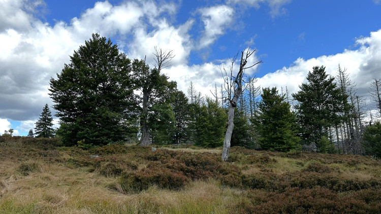 Cesta na Scheuereckberg