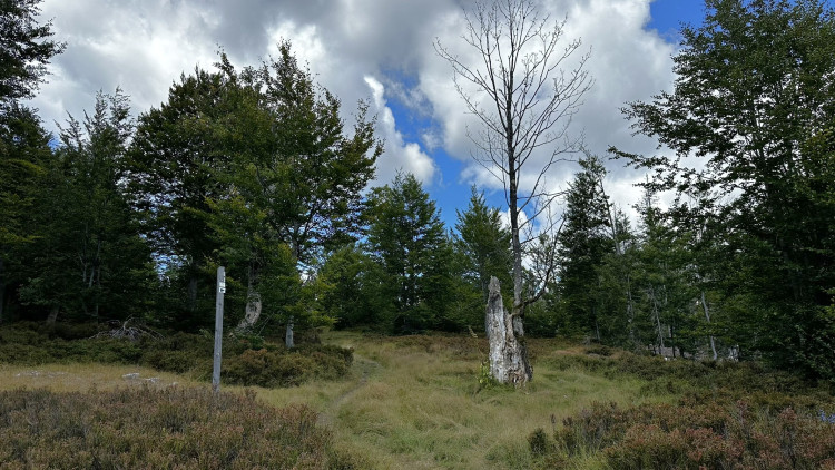 Cesta na Scheuereckberg