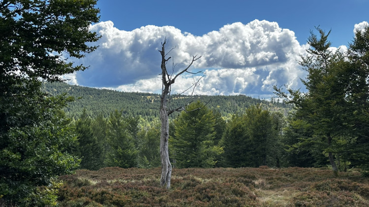 Cesta na Scheuereckberg