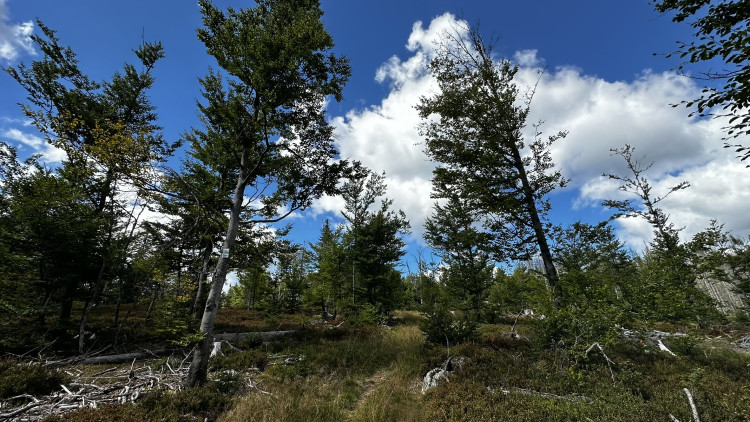 Cesta na Scheuereckberg