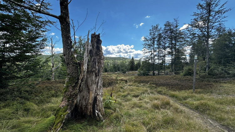 Cesta na Scheuereckberg