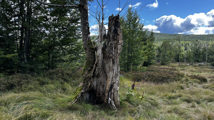 Cesta na Scheuereckberg