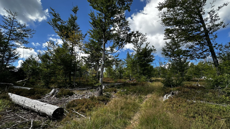 Cesta na Scheuereckberg