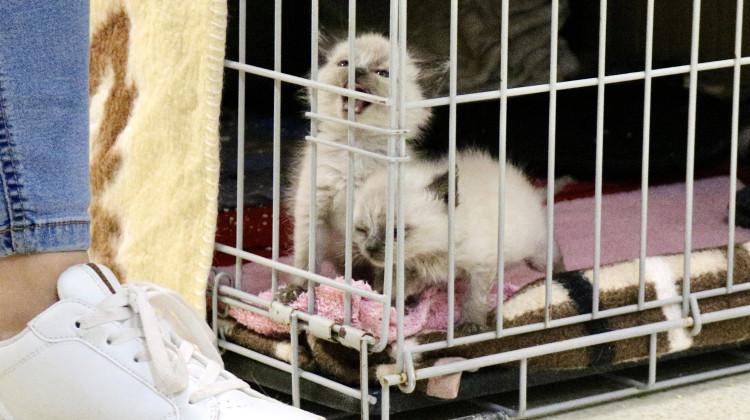 FOTOGALERIE: Jak to vypadá v brněnském útulku pro opuštěná zvířata?