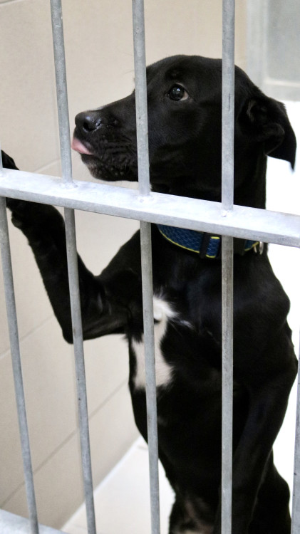 FOTOGALERIE: Jak to vypadá v brněnském útulku pro opuštěná zvířata?