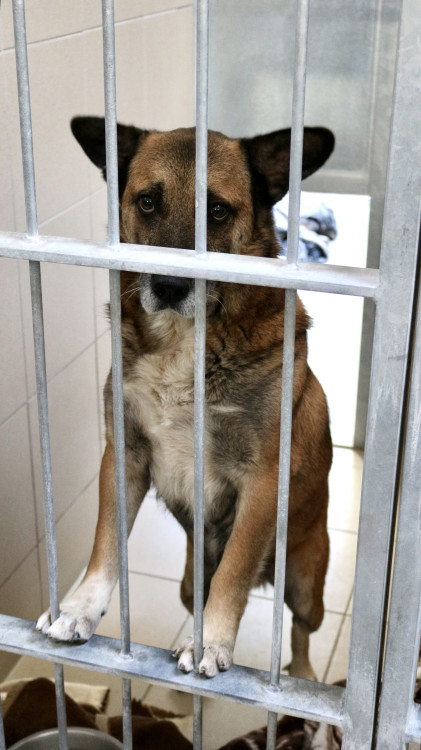 FOTOGALERIE: Jak to vypadá v brněnském útulku pro opuštěná zvířata?