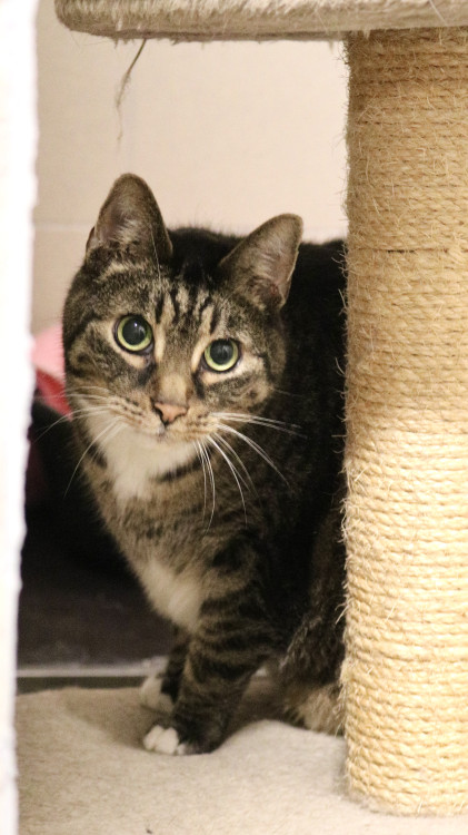 FOTOGALERIE: Jak to vypadá v brněnském útulku pro opuštěná zvířata?