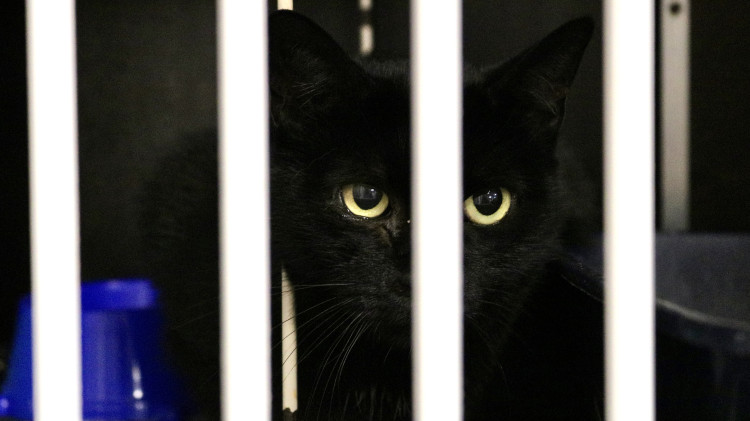 FOTOGALERIE: Jak to vypadá v brněnském útulku pro opuštěná zvířata?