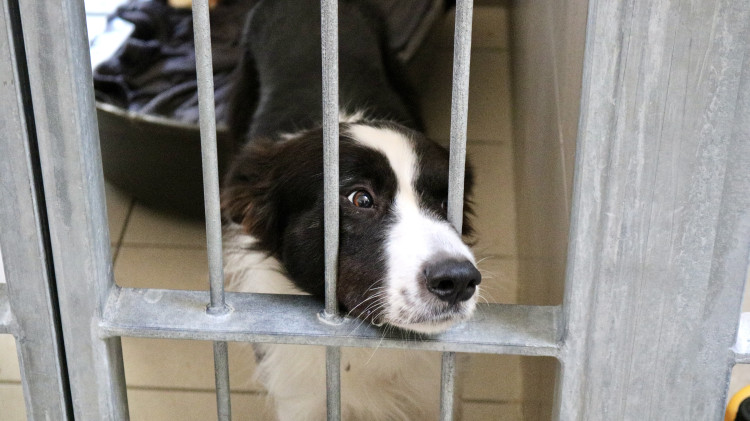 FOTOGALERIE: Jak to vypadá v brněnském útulku pro opuštěná zvířata?