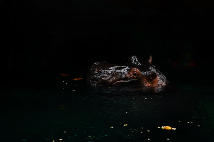 FOTOGALERIE: Pro hrochy jednohubka, pro surikaty domeček. Zvířata v zoo dostala dýně