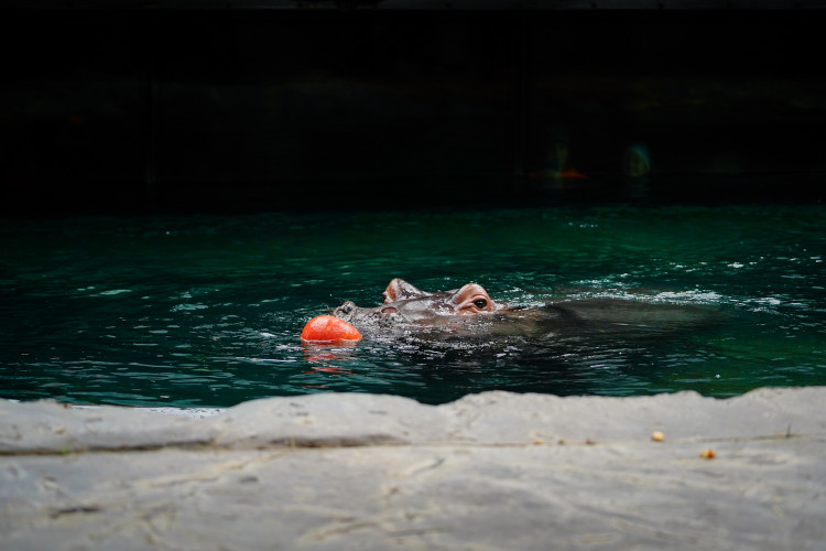 FOTOGALERIE: Pro hrochy jednohubka, pro surikaty domeček. Zvířata v zoo dostala dýně