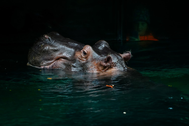 FOTOGALERIE: Pro hrochy jednohubka, pro surikaty domeček. Zvířata v zoo dostala dýně