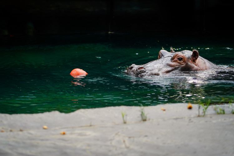 FOTOGALERIE: Pro hrochy jednohubka, pro surikaty domeček. Zvířata v zoo dostala dýně