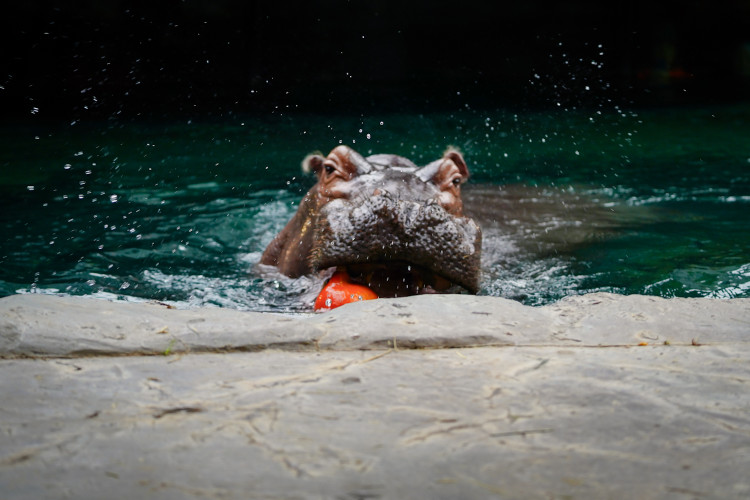 FOTOGALERIE: Pro hrochy jednohubka, pro surikaty domeček. Zvířata v zoo dostala dýně