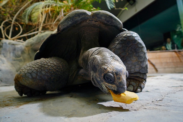 FOTOGALERIE: Pro hrochy jednohubka, pro surikaty domeček. Zvířata v zoo dostala dýně