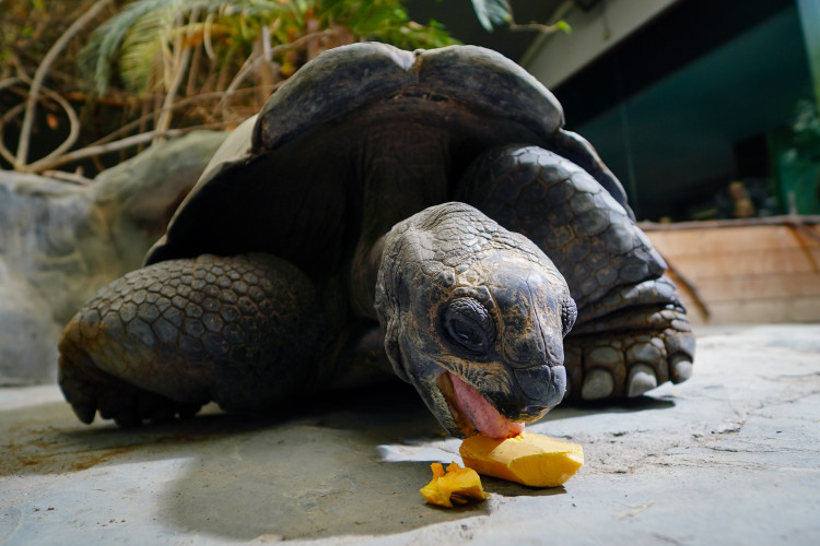FOTOGALERIE: Pro hrochy jednohubka, pro surikaty domeček. Zvířata v zoo dostala dýně