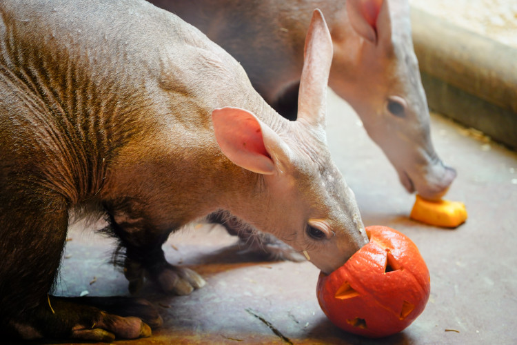 FOTOGALERIE: Pro hrochy jednohubka, pro surikaty domeček. Zvířata v zoo dostala dýně