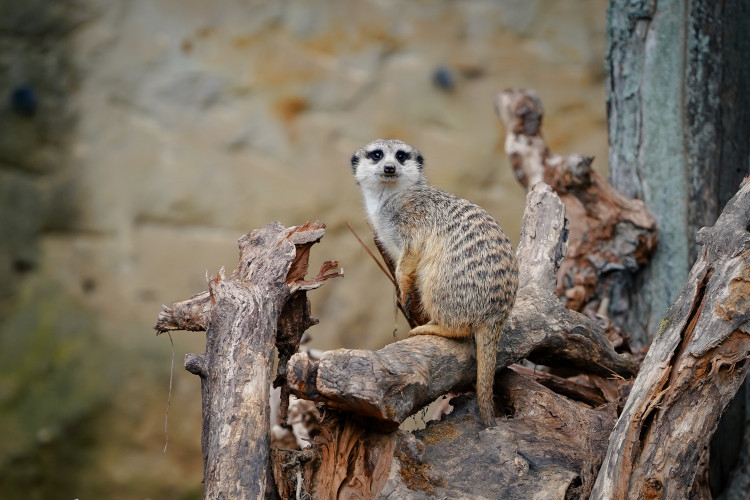 FOTOGALERIE: Pro hrochy jednohubka, pro surikaty domeček. Zvířata v zoo dostala dýně